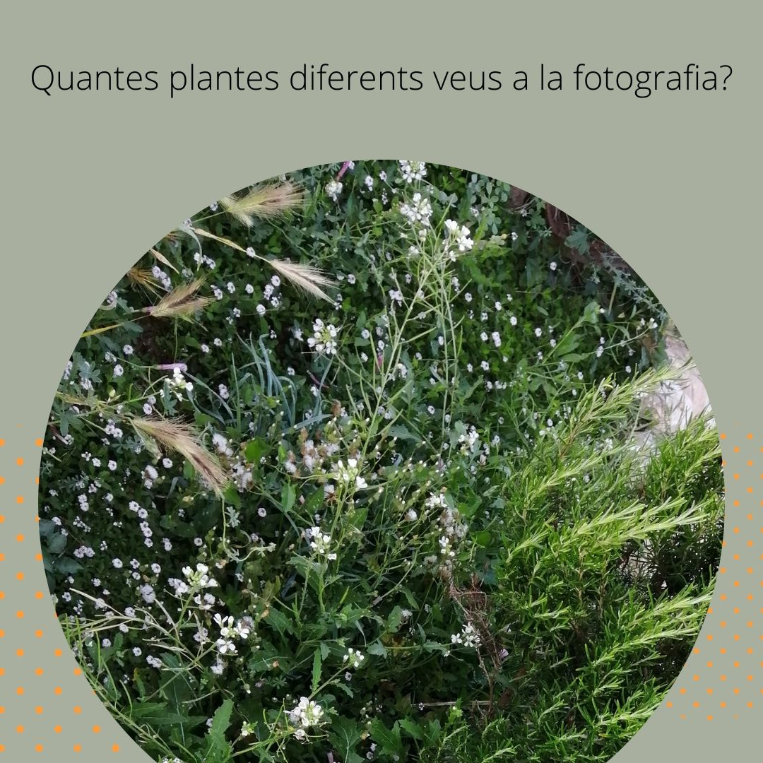 Quantes plantes diferents veus a la fotografia?