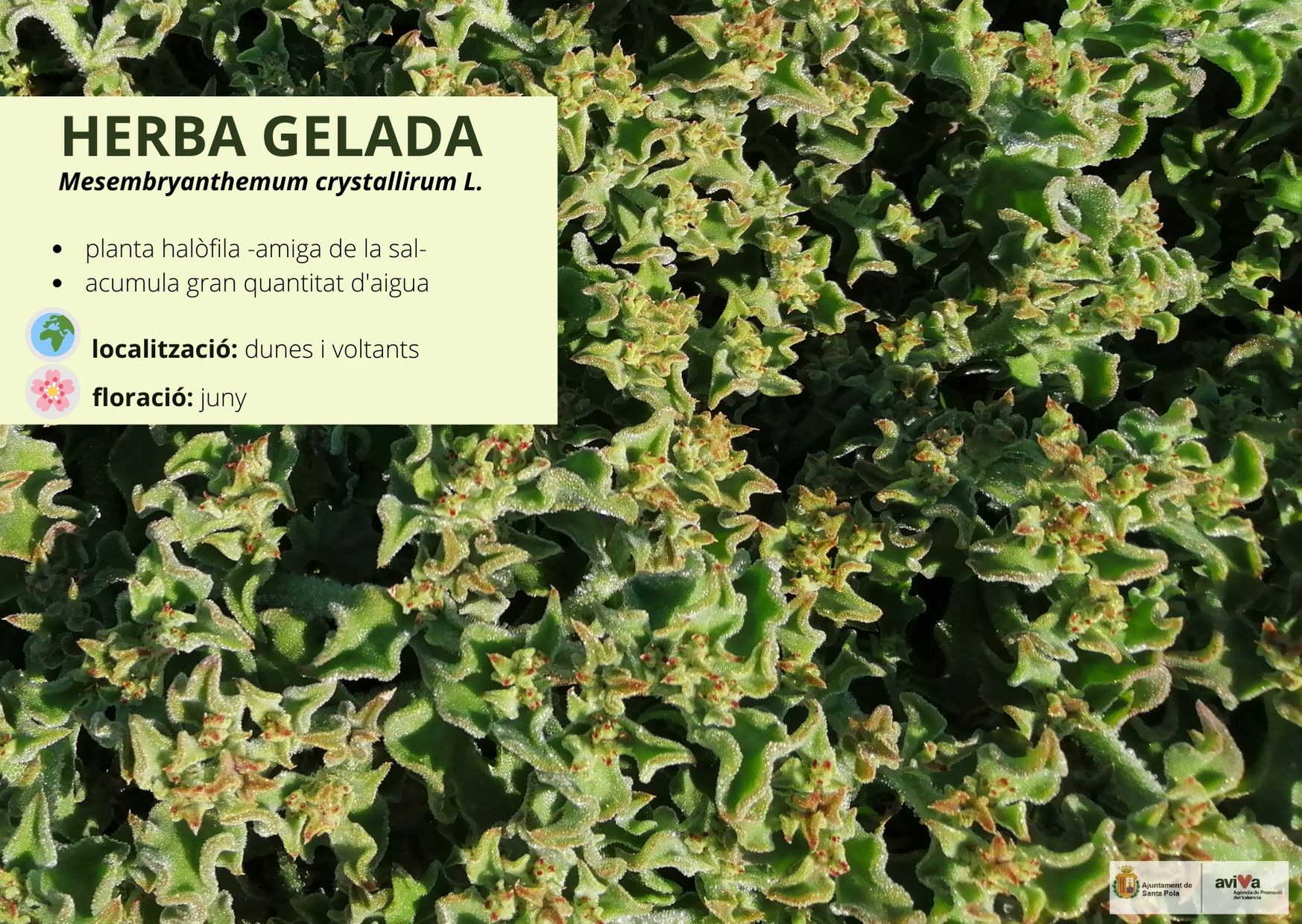 Herba Gelada