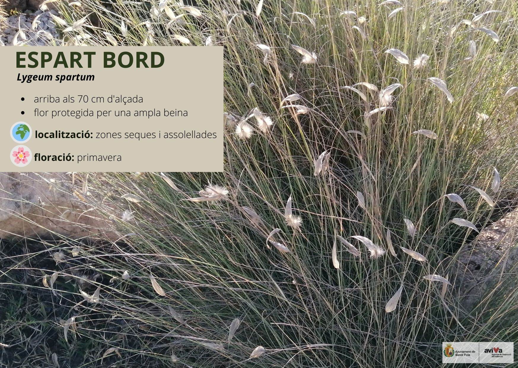 Espart bord