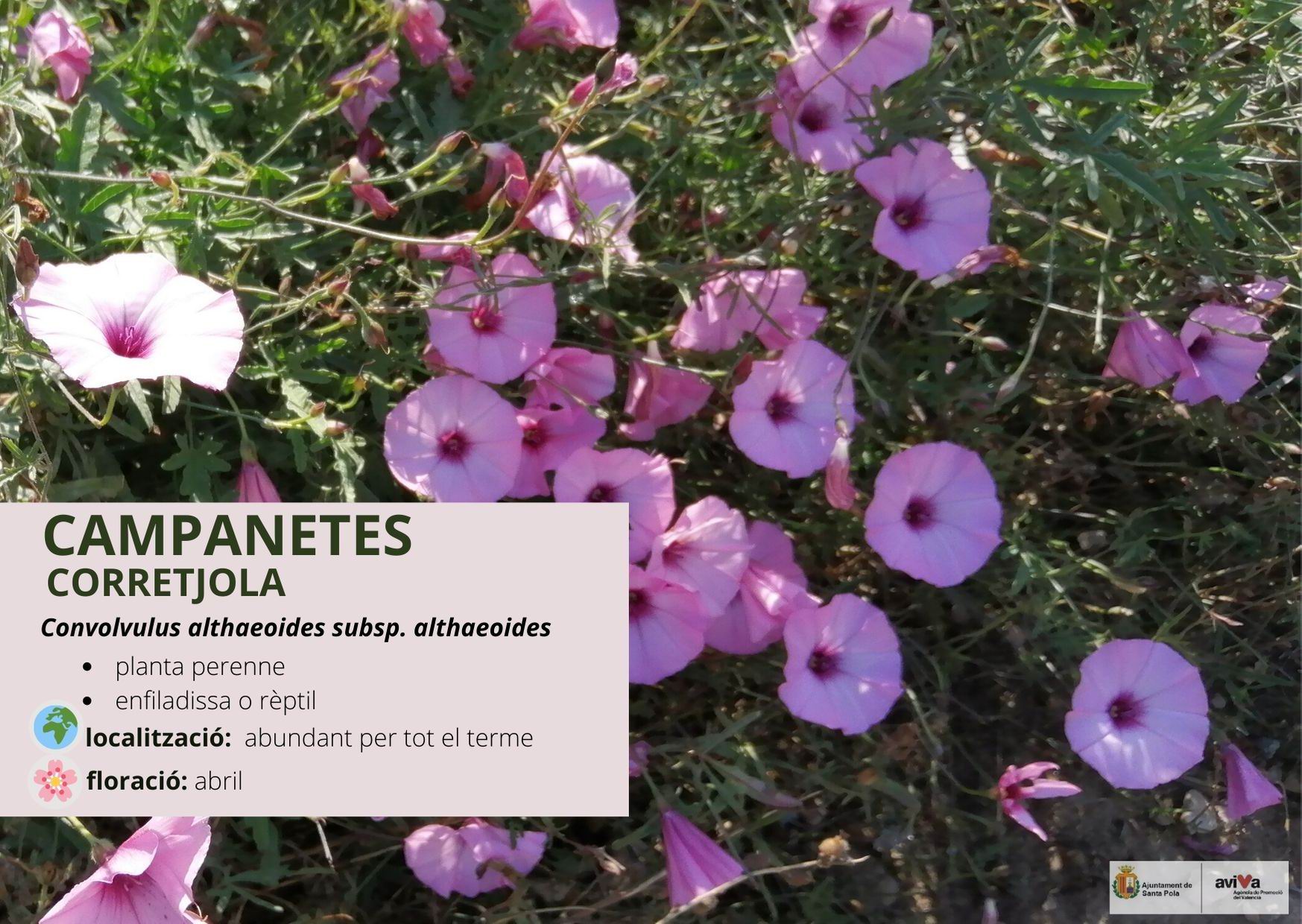 Campanetes