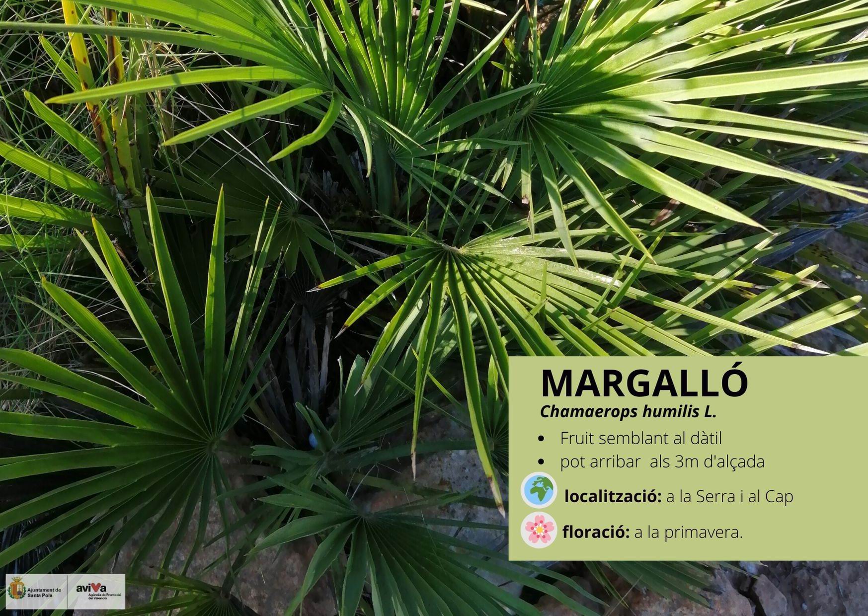 Margalló
