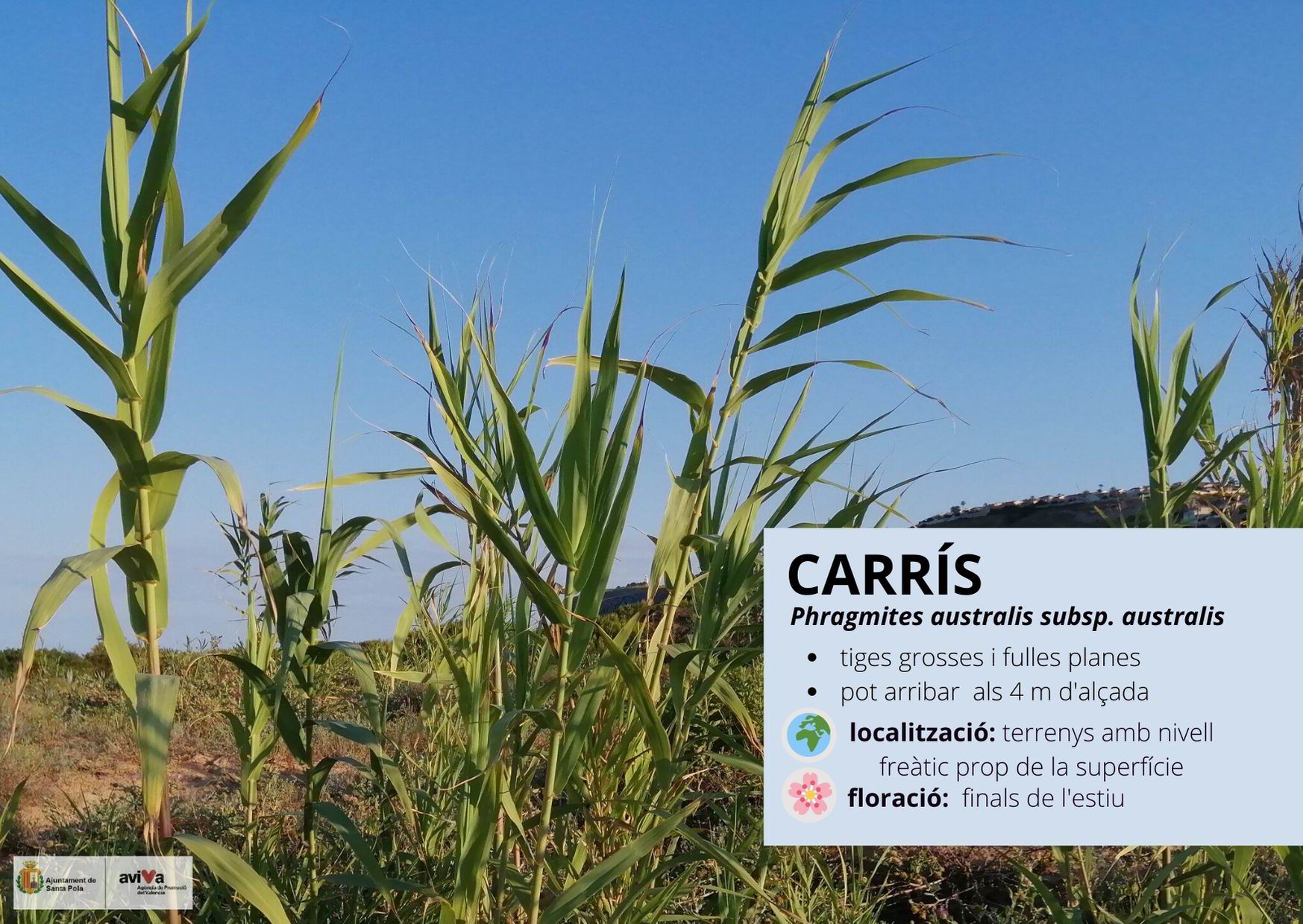 Carrís