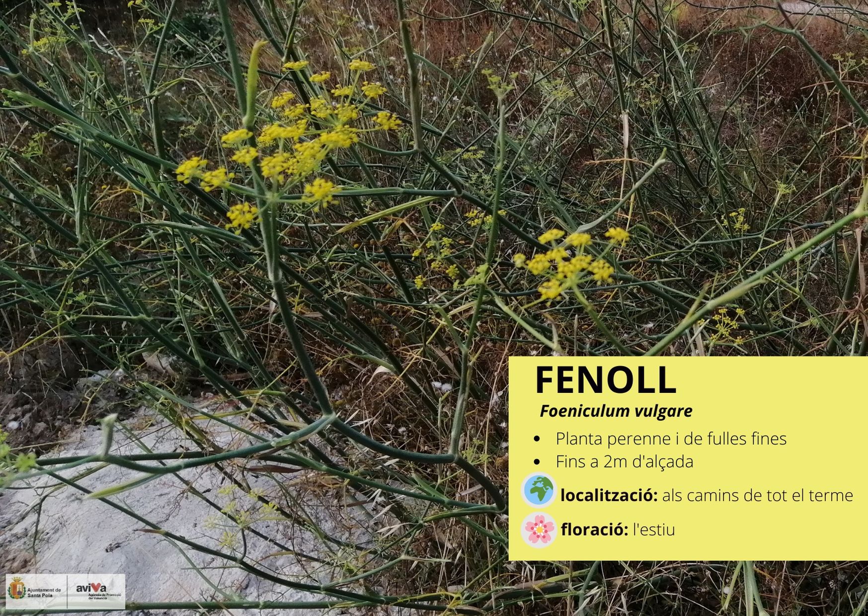 Fenoll