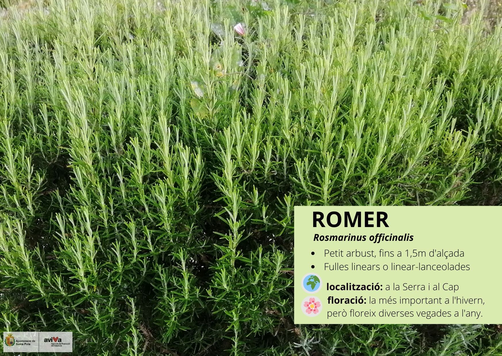 Romer