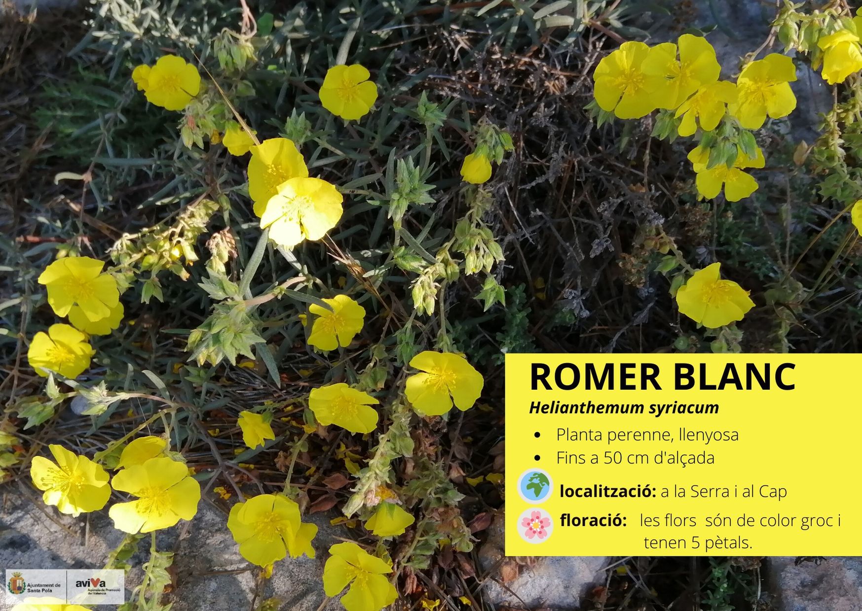 Romer Blanc