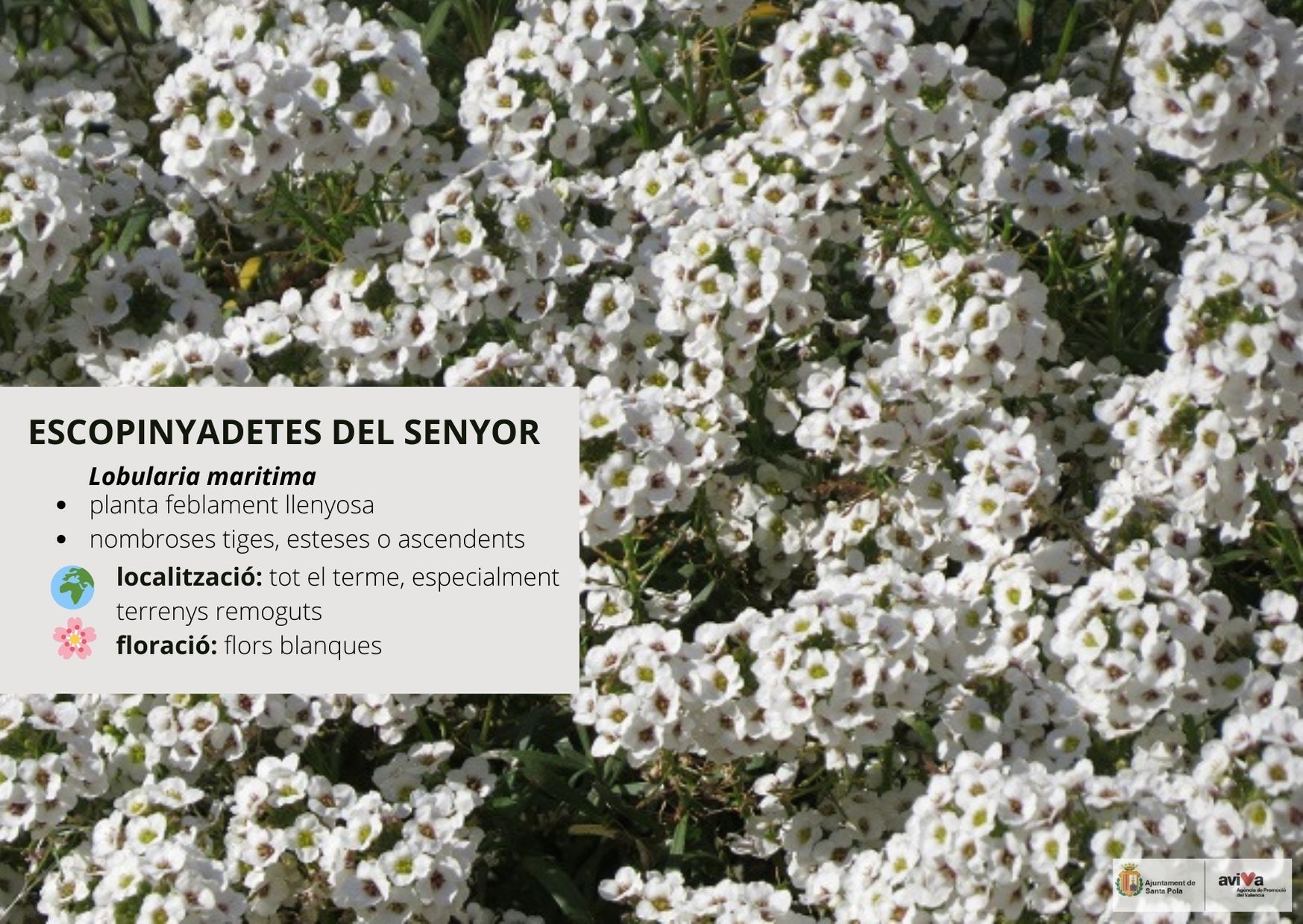 Escopinyadetes del Senyor