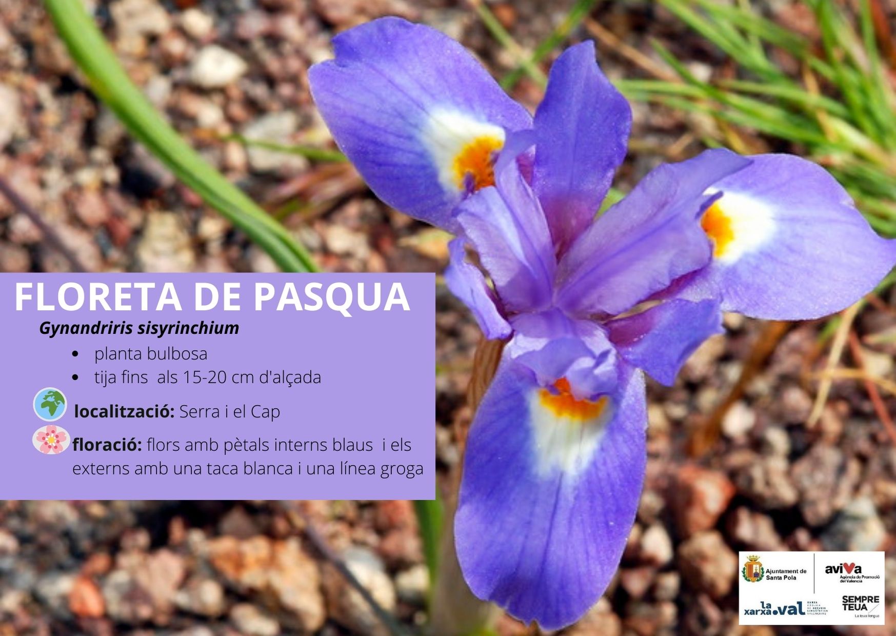 Flor de Pasqua