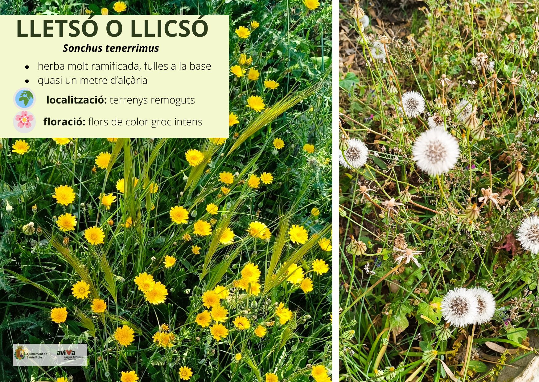Llicsó