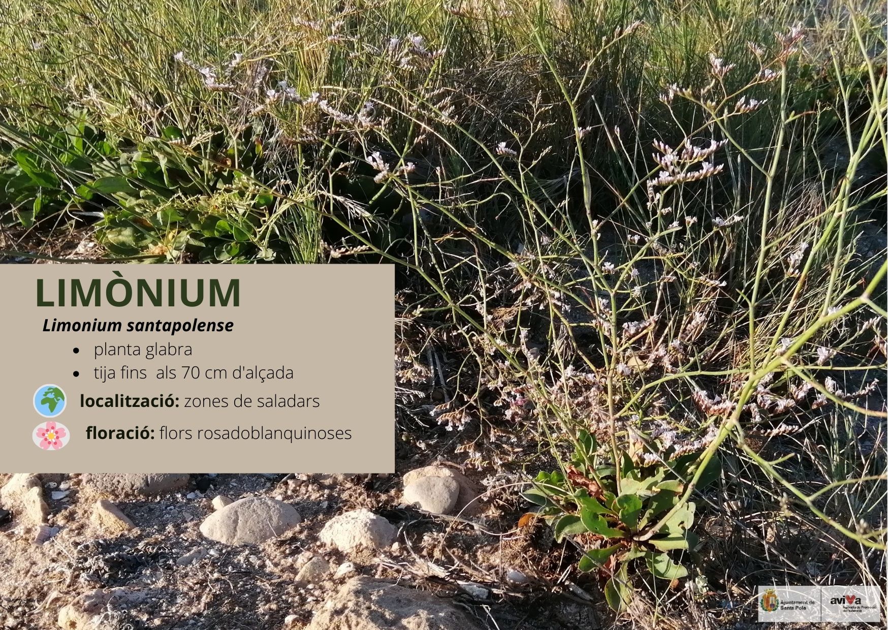 Limonium
