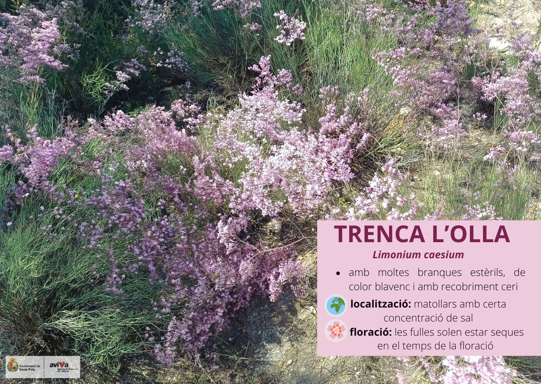 Trenca L’olla