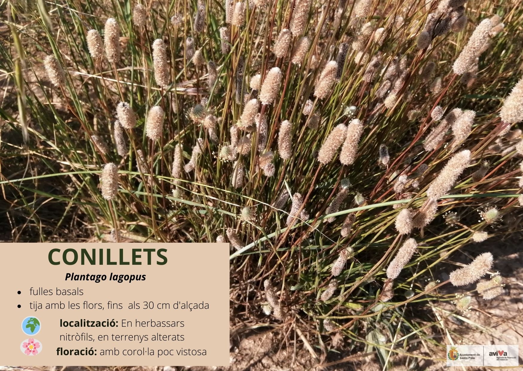 Conillets