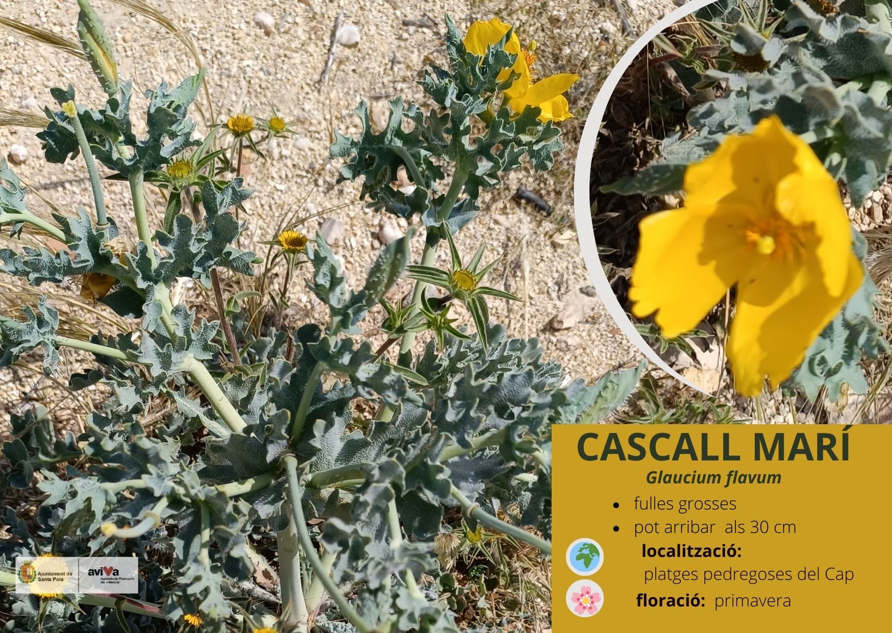 Cascall Marí