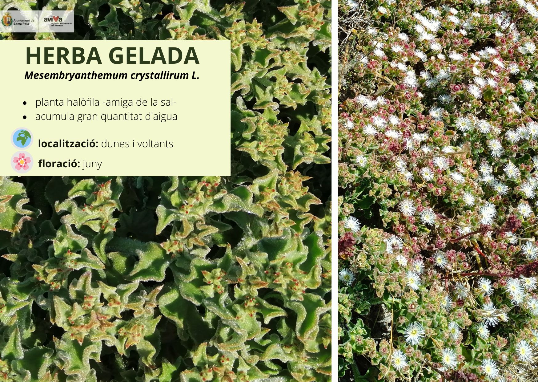 Herba gelada