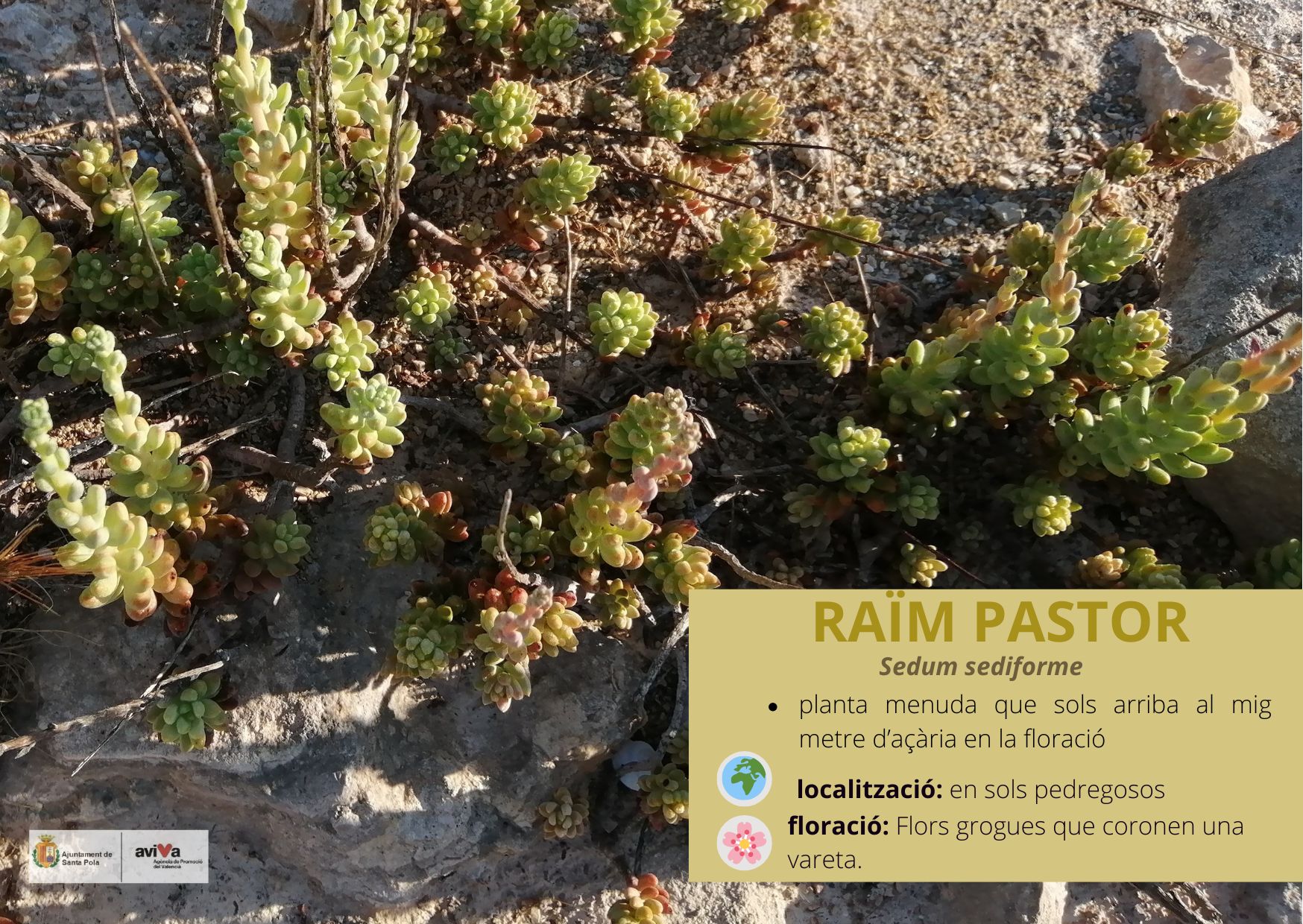 Raïm pastor