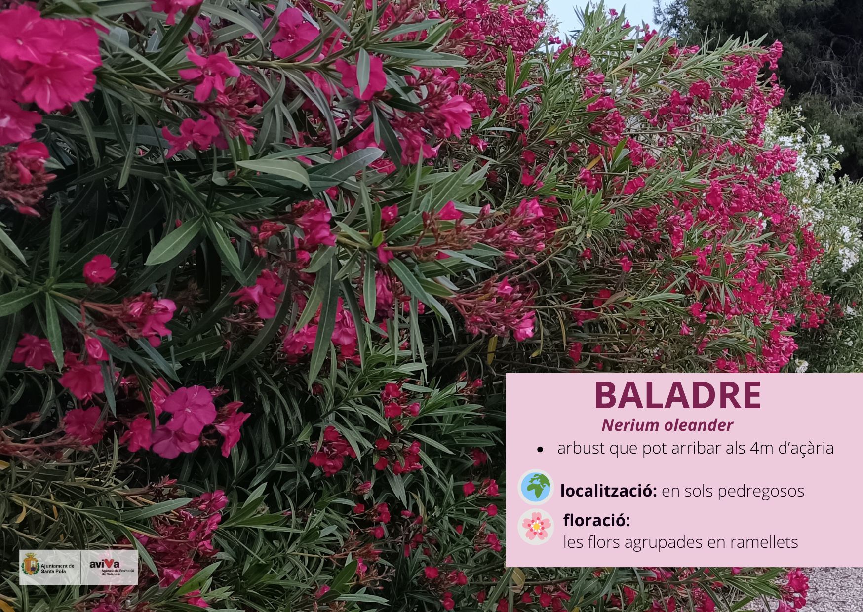 Baladre