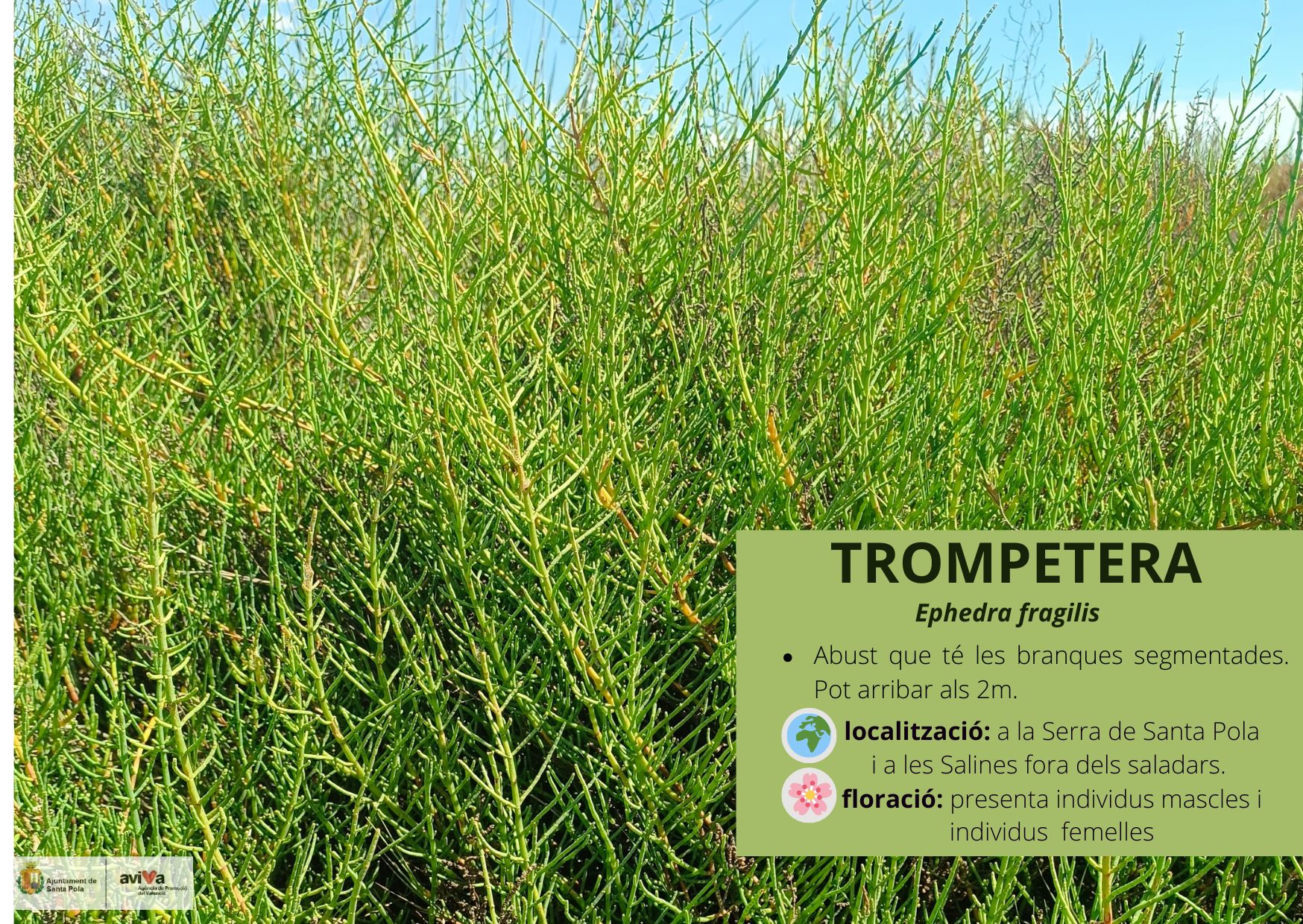 Trompetera