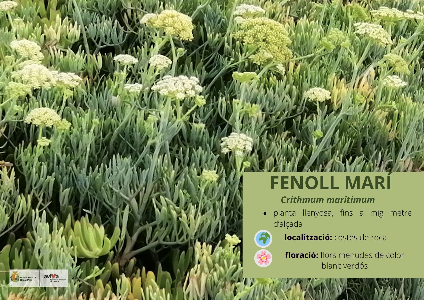 Fenoll marí