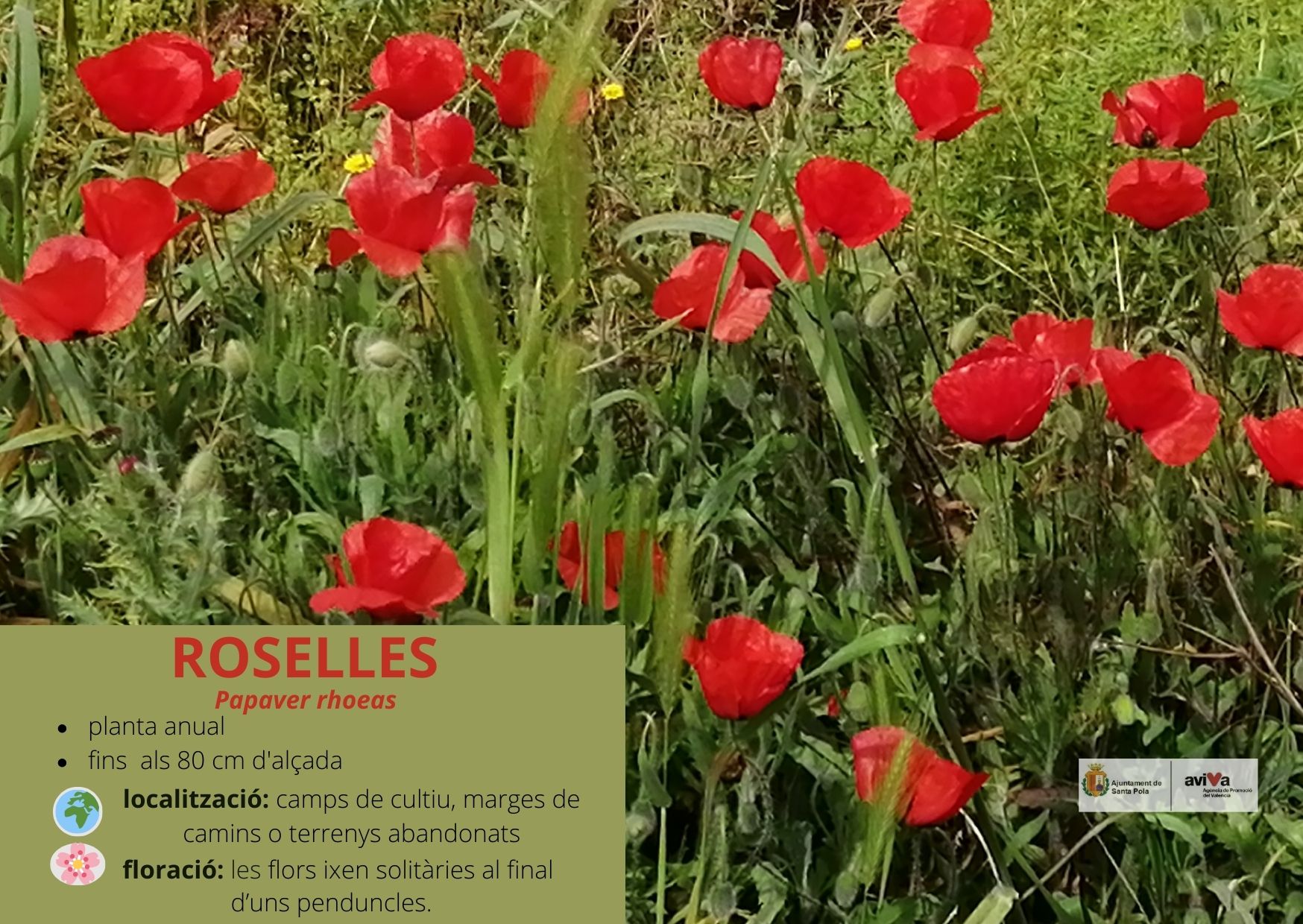 roselles