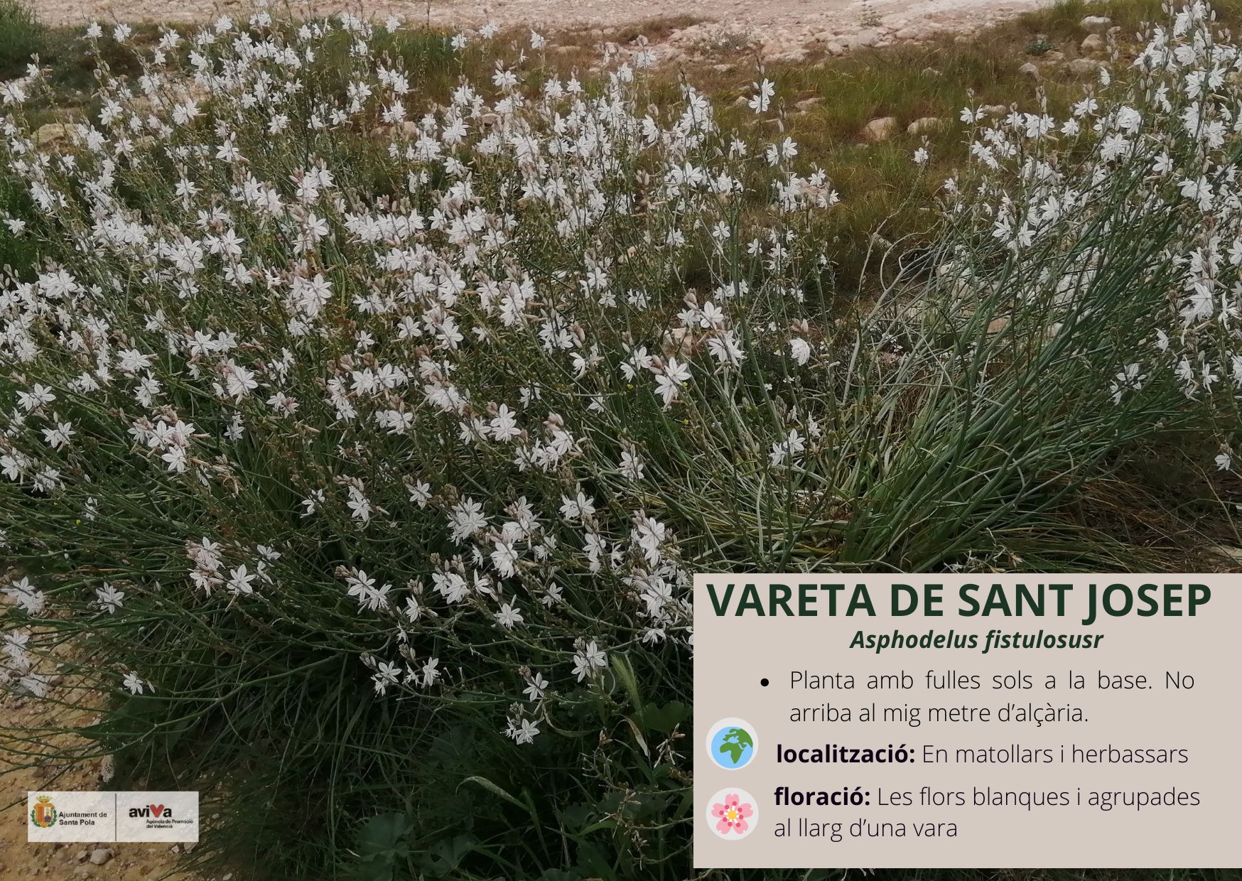 vareta de Sant Josep