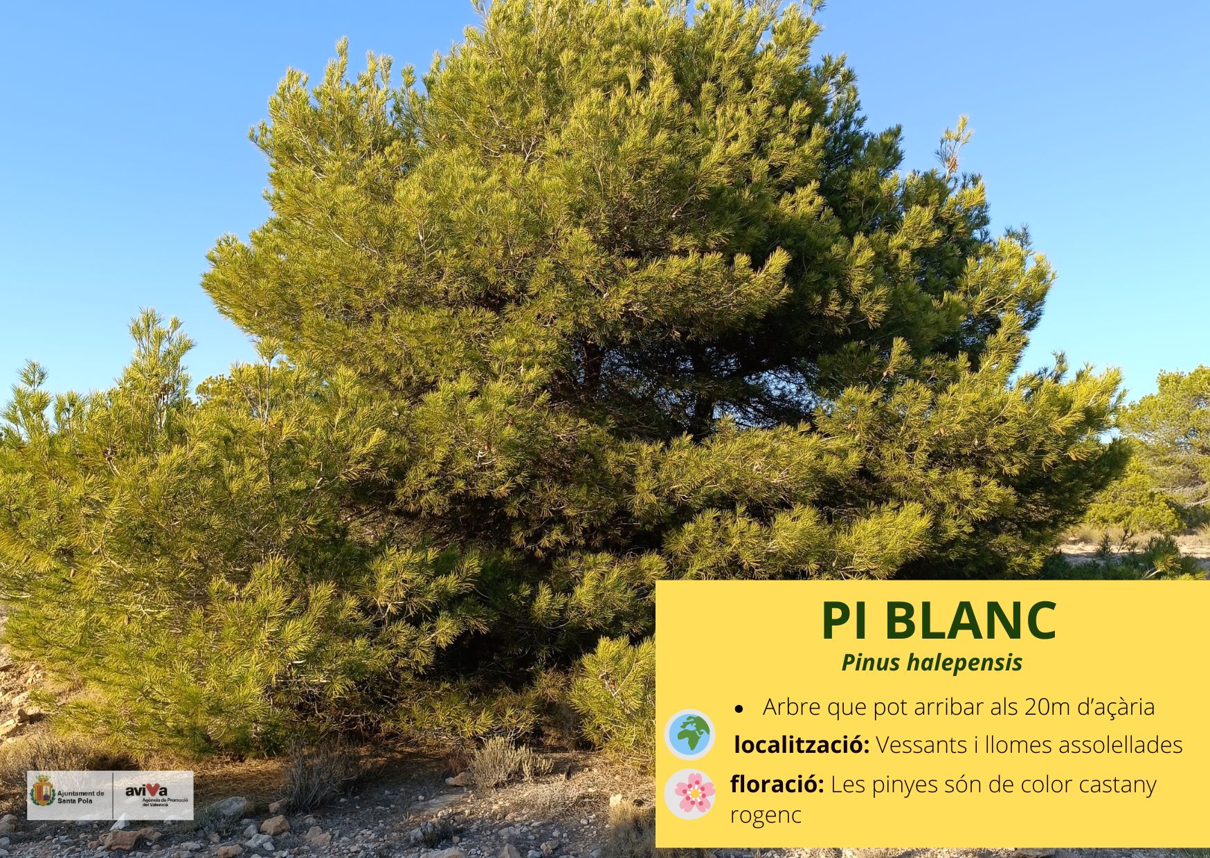 pi blanc